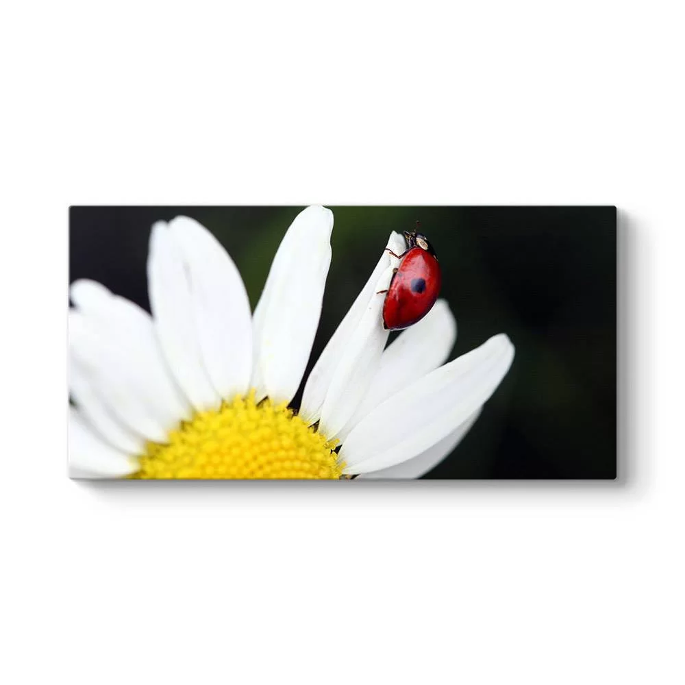 Uğur Böceği Papatya Tablosu - Model 5